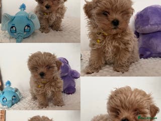 Maltipoo dogs Small Maltipoo puppy’s - Advert 5