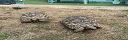 Tortoise reptiles for sale: Leopard tortoises for sale  - Advert 2