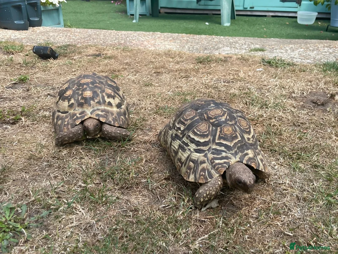 Tortoise reptiles for sale: Leopard tortoises for sale  - Advert 2