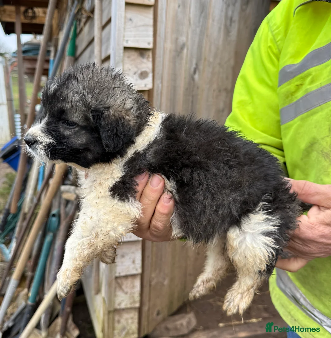 Caucasian Shepherd Dog dogs for sale: Beautiful Caucasian shepherd puppies in Radstock - Advert 13