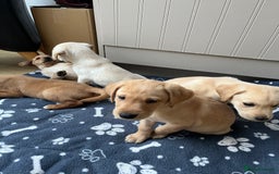 Labrador Retriever dogs for sale: Stunning Labrador pedigree puppies  - Advert 18