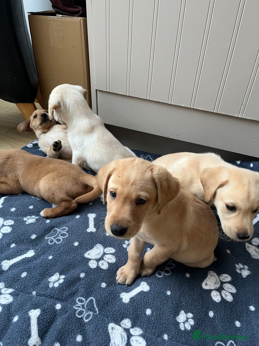 Labrador Retriever dogs for sale: Stunning Labrador pedigree puppies  - Advert 18