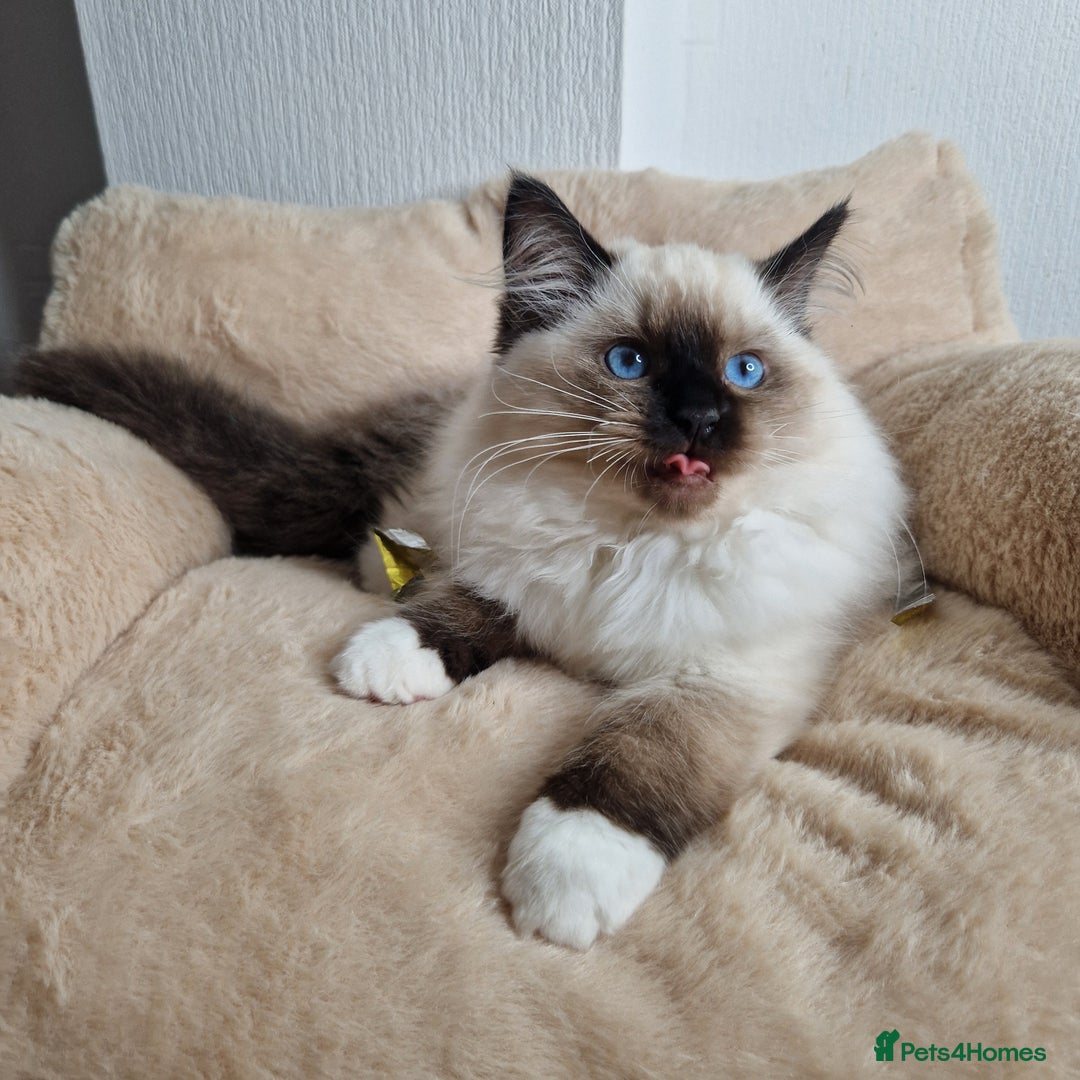Ragdoll cats for sale: Ragdoll kittens  - Image 4