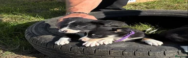 Border Collie 7 - Purple Collar