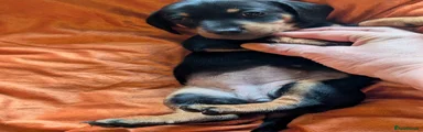 Dachshund Puppy 6