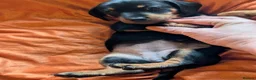 Dachshund dogs for sale: Dappled/Merl Dachshund puppies  - Advert 22