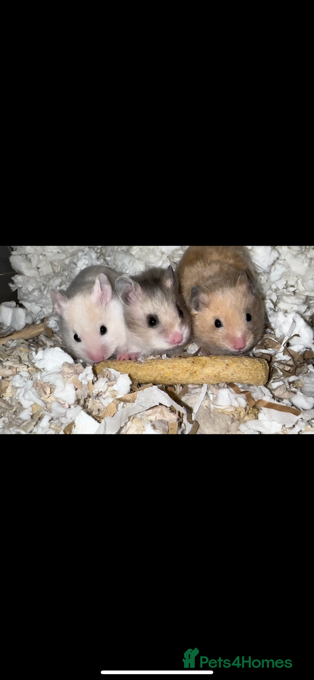 Hamster rodents for sale: Baby hamsters  - Advert 3