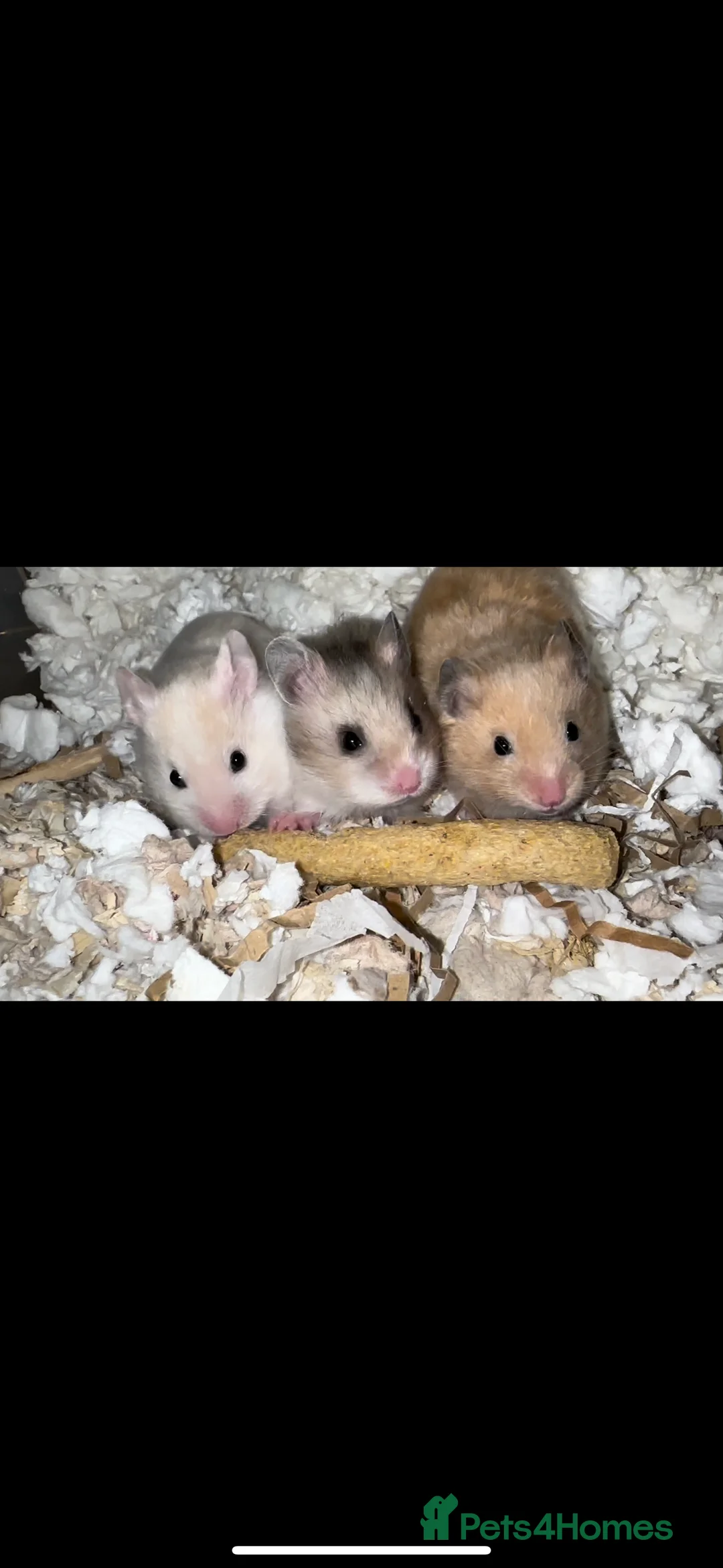 Hamster rodents for sale: Baby hamsters  - Advert 3