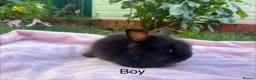 Lionhead rabbits for sale: Mini double maned lionheads  - Advert 6