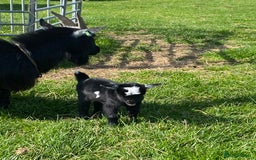 Goats livestock for sale: Pygmy goat wether kid - Image 4