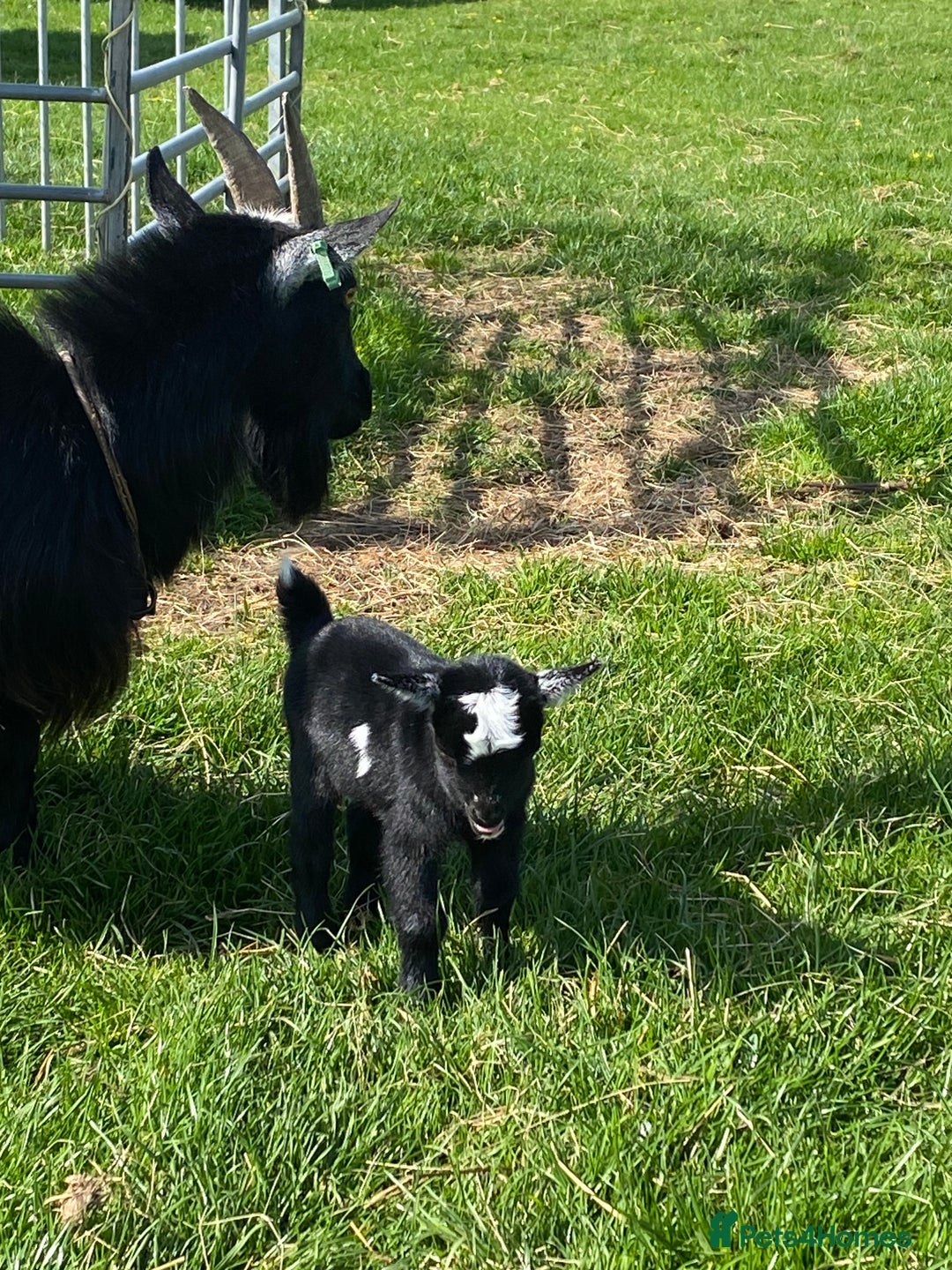 Goats livestock for sale: Pygmy goat wether kid - Image 4