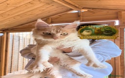 Maine Coon cats for stud: High Red Smoke 66/66 Polydactyl European line - Image 5