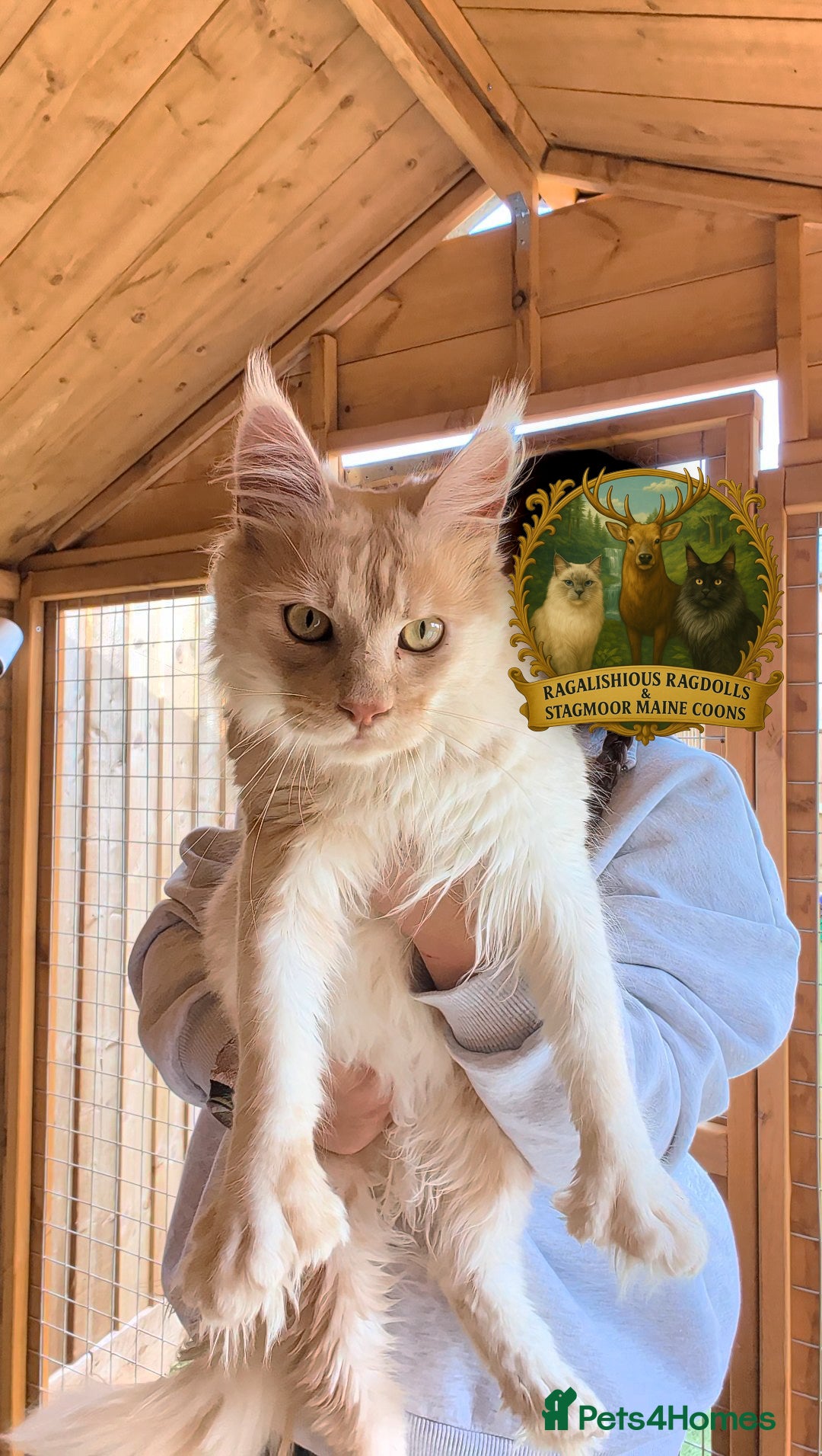 Maine Coon cats for stud: High Red Smoke 66/66 Polydactyl European line - Image 5