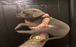 Staffordshire Bull Terrier dogs for sale:  Beautiful blue staffy litter amazing bloodlines - Image 23
