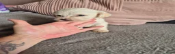 Jackapoo dogs for sale: F1 jackapoo pups  - Advert 9