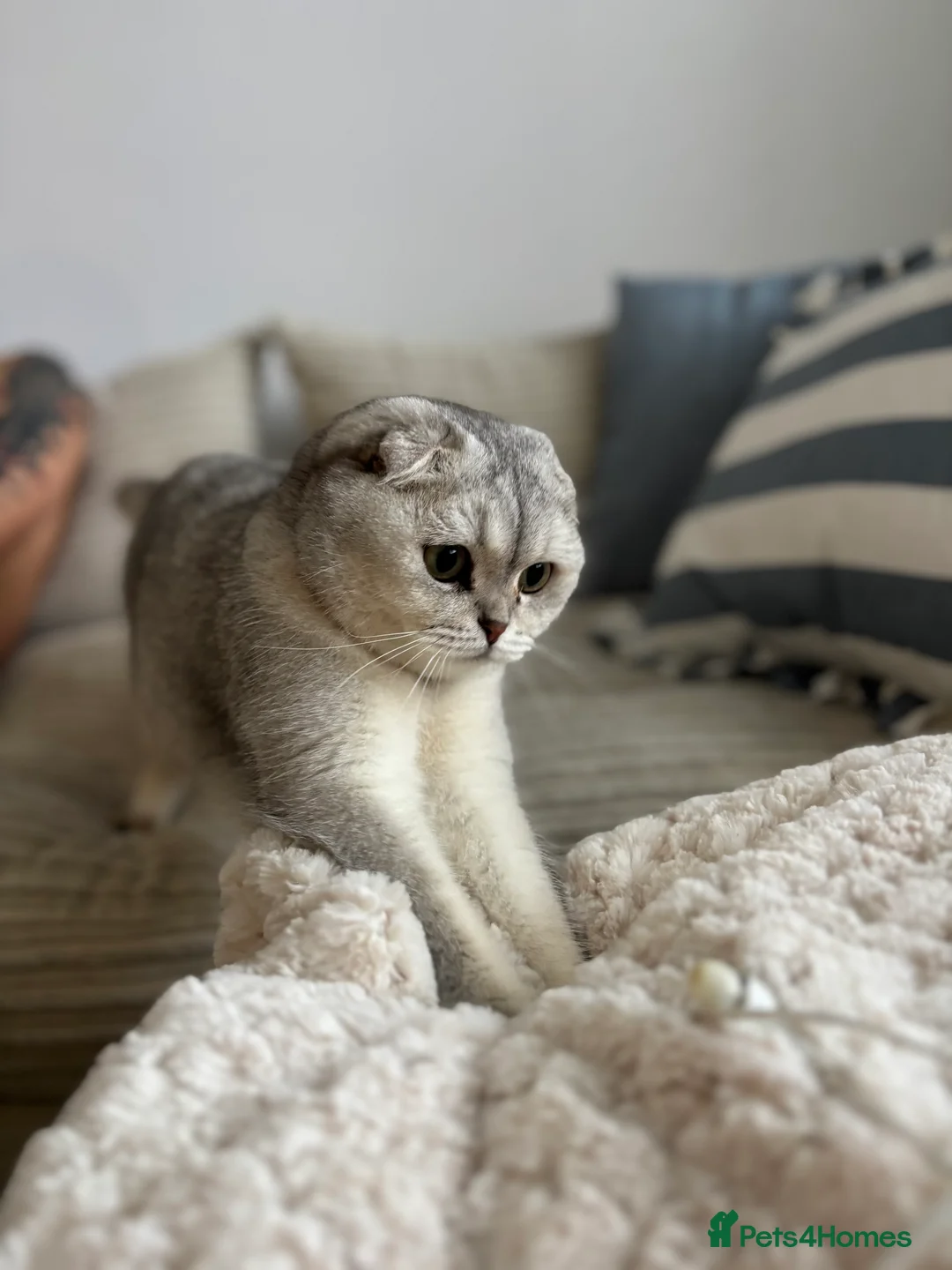Scottish Fold cats for sale: Scottish fold cat  - Advert 4