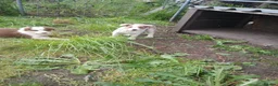 Border Collie dogs for sale: Border collie pups for sale in Bishop Auckland - Advert 29