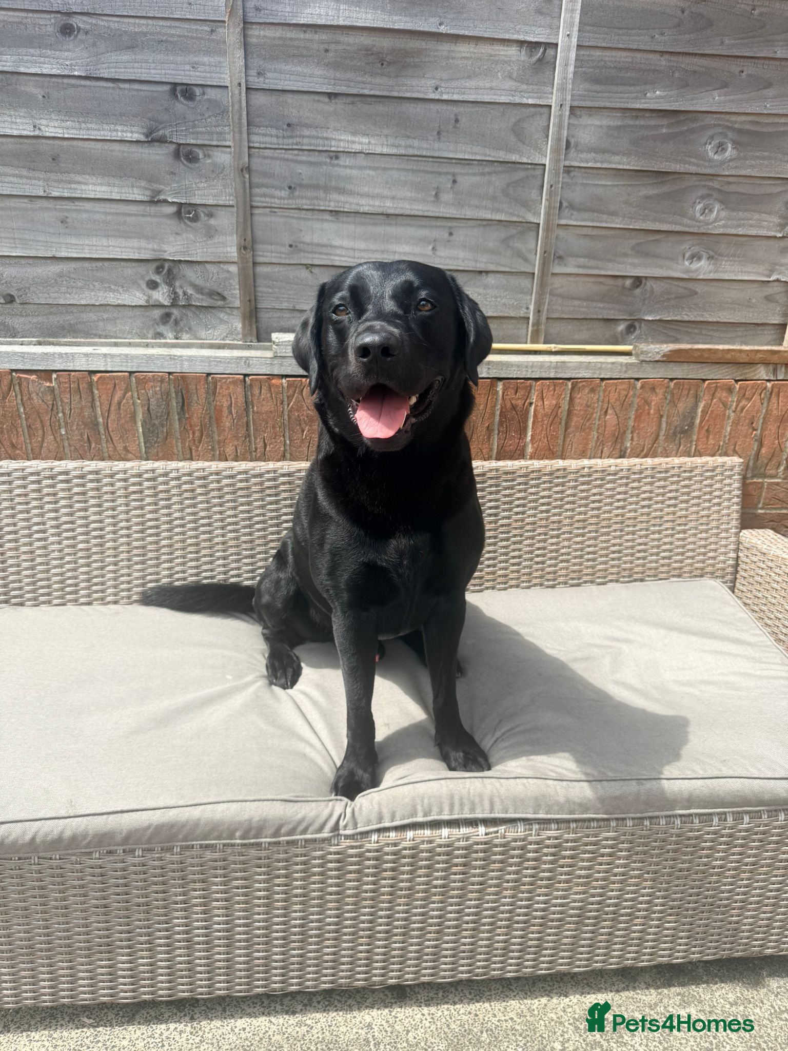 Labrador Retriever dogs Black Labrador Retriever for Stud. - Advert 2