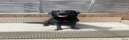 Labrador Retriever dogs for stud: Black Labrador Retriever for Stud. - Advert 1