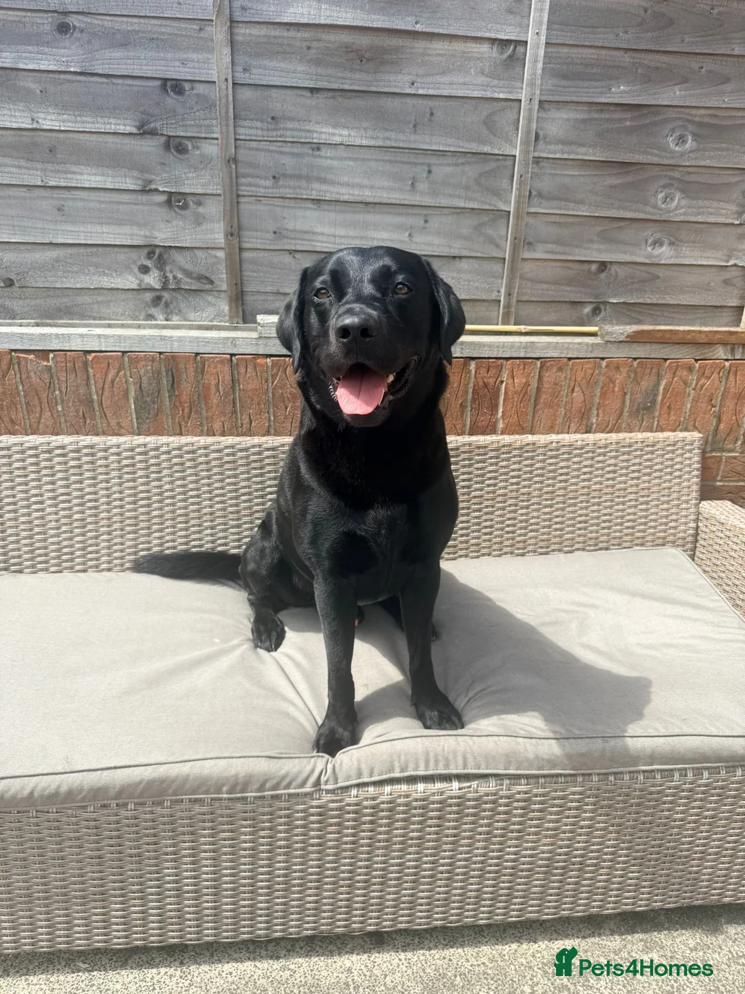 Labrador Retriever dogs for stud: Black Labrador Retriever for Stud. - Advert 1