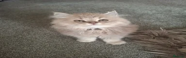 British Longhair 4