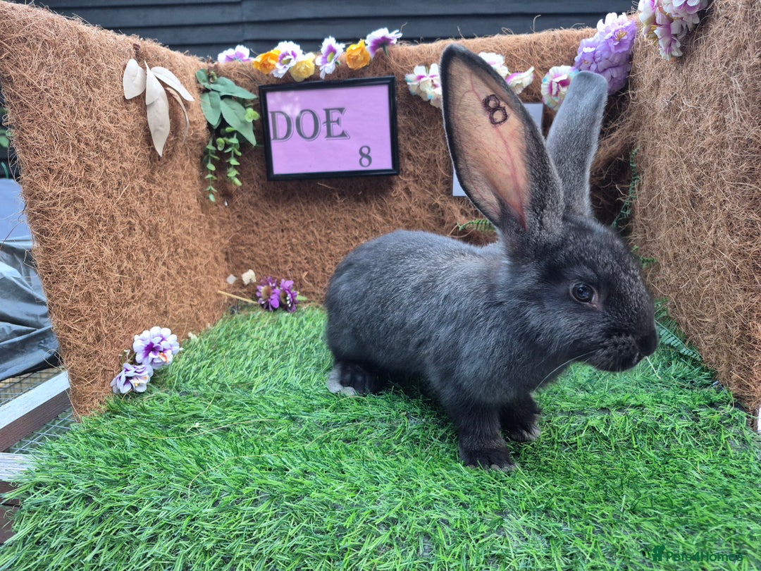 Continental Giant rabbits for sale: Pure Continental Giant Vaccinated  - Image 23