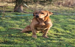 Labrador Retriever dogs for sale: KC Yellow Labradors - Image 16
