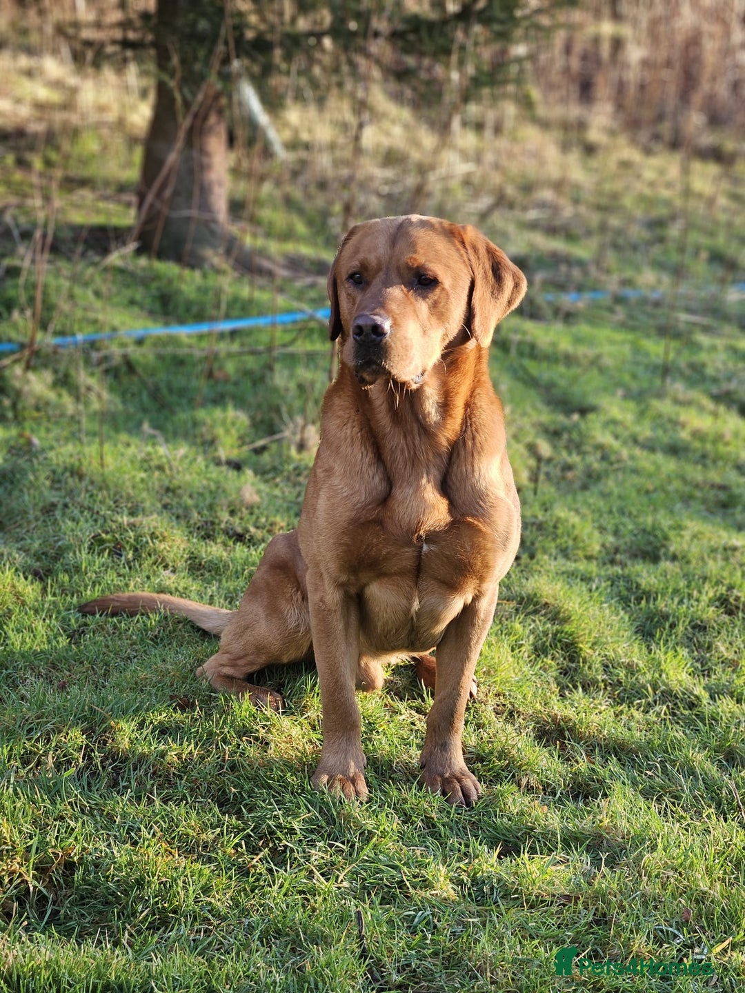 Labrador Retriever dogs for sale: KC Yellow Labradors - Image 16