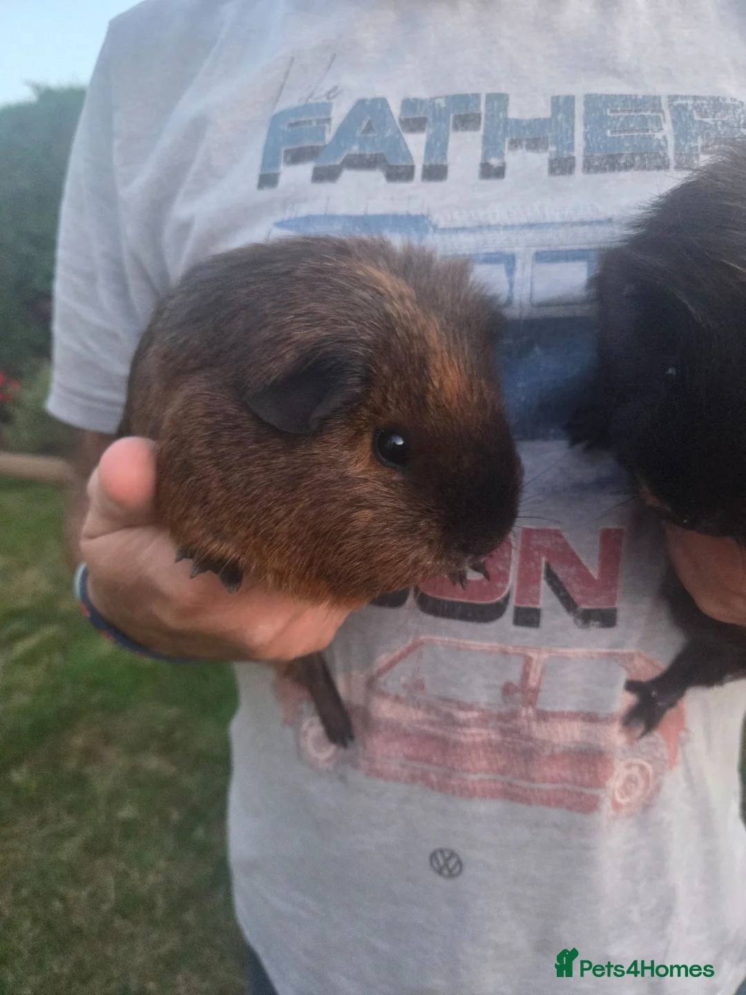 Mixed Breed rabbits for sale: 2x male guinea pigs ( brothers) - Advert 2