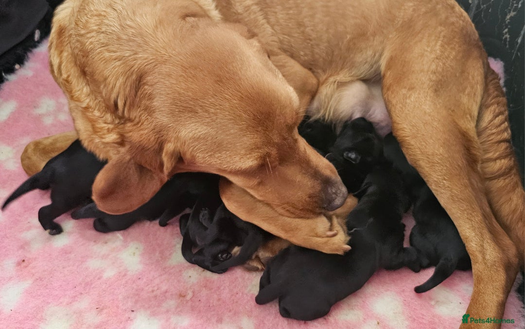 Labrador Retriever dogs for sale: 7 STUNNING BLACK LABRADOR PUPPIES - Image 18