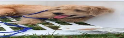 Maltipoo dogs for sale: Teddy our Golden Maltipoo looking for a good home in Bournemouth - Advert 3