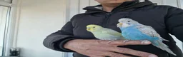 Budgerigars birds for sale: Super silly hand tamed baby budgies  - Advert 7