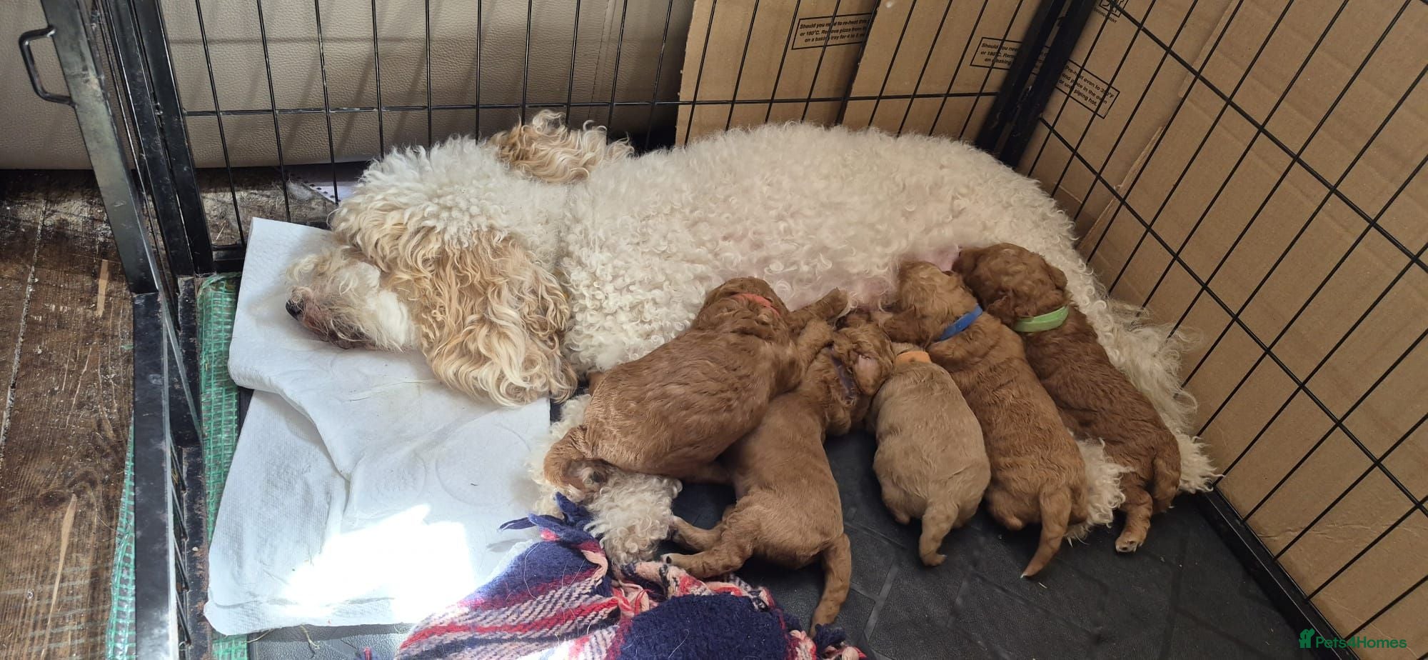Cockapoo dogs 4 beautiful female cockapoos for sale - Advert 4