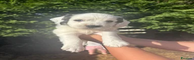 Cockapoo 2