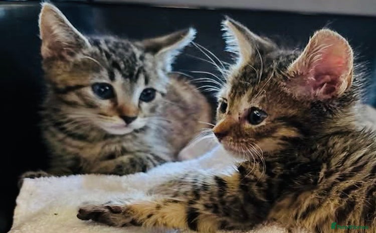 Mixed Breed cats - Advert 2