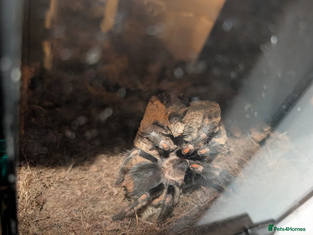 Tarantulas invertebrates for sale: Mexican red knee and Mexican Flame Knee  in Witham - Advert 3