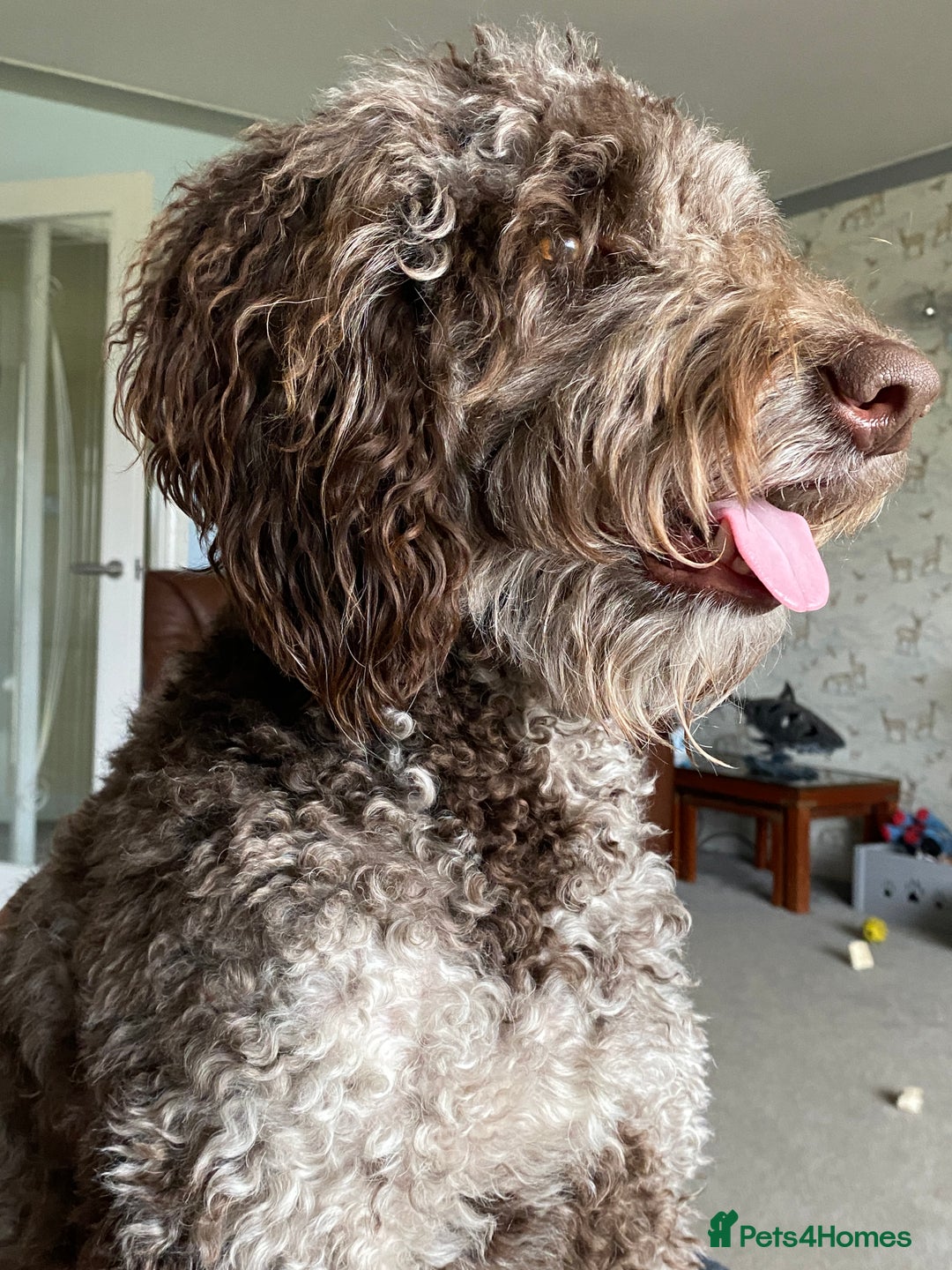 Goldendoodle dogs for stud: Dog for Stud - Advert 1