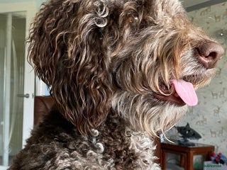 Goldendoodle dogs Dog for Stud - Advert 1