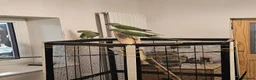 Parakeets birds for sale: Alexandrine parakeet in Derby - Advert 12