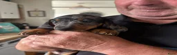 Dachshund dogs for sale: Dapple dachunds  in Leicester - Advert 3