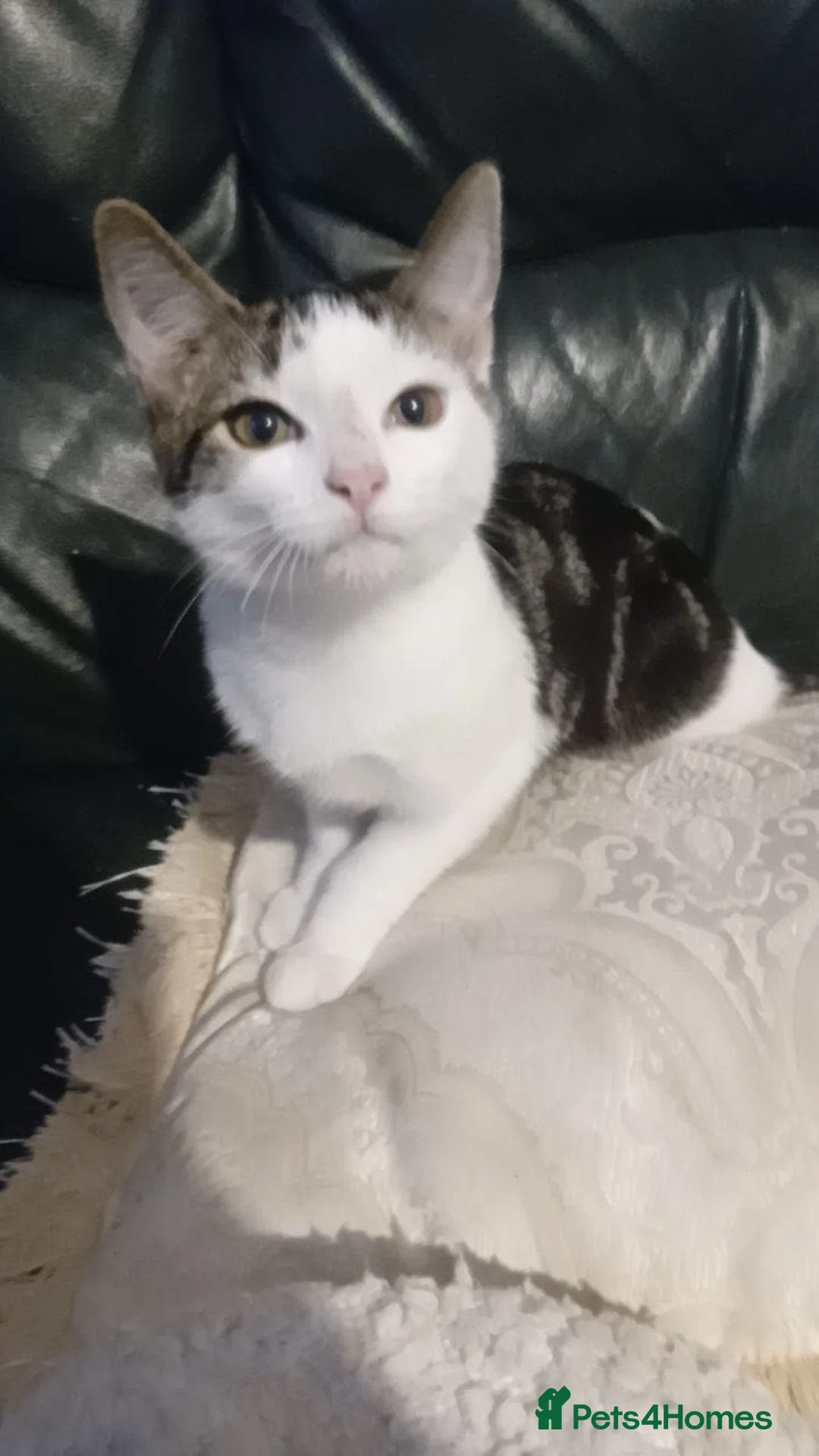 Mixed Breed cats for sale: 2 Kittens for sale  - Advert 1