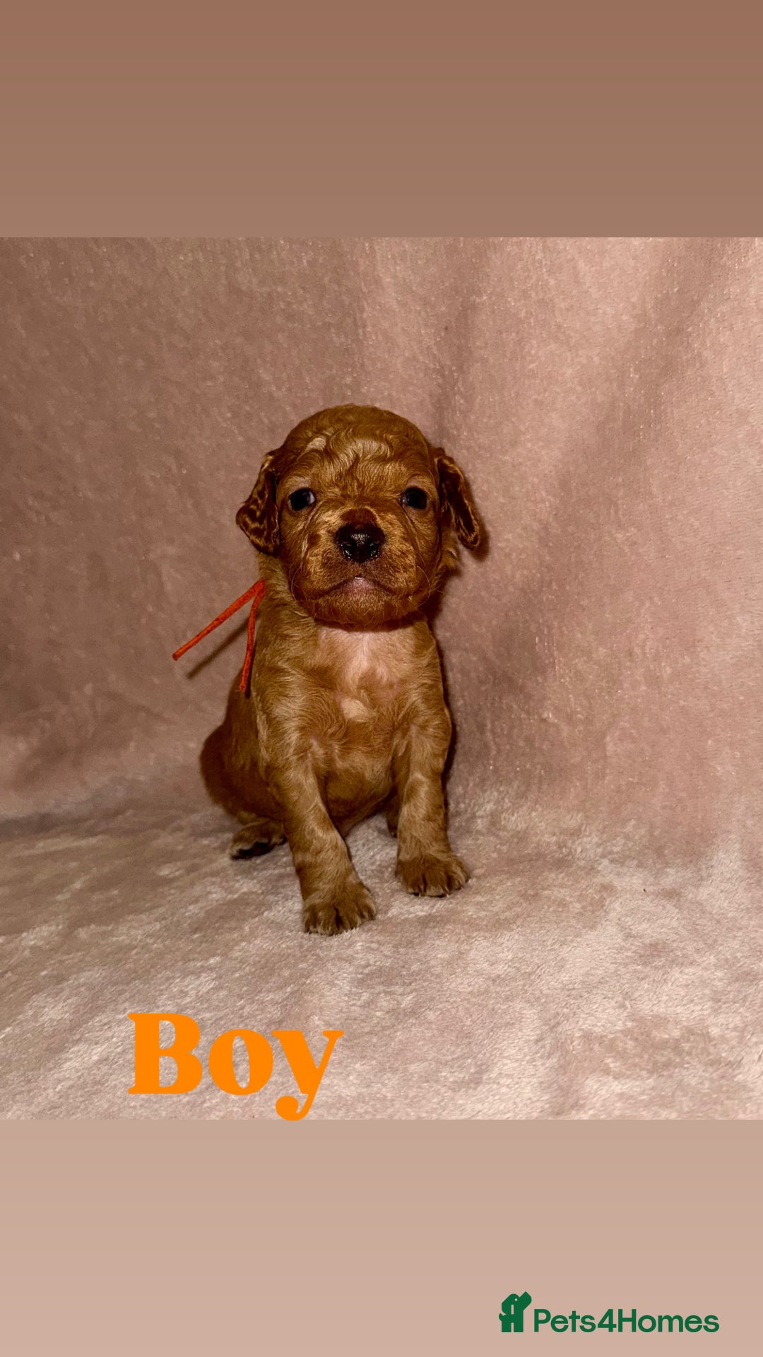 Cockapoo dogs for sale: Cockapoo Puppies  - Advert 15