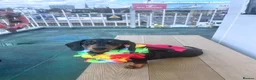 Miniature Dachshund dogs for sale: Female Minature Dachshund  - Advert 14