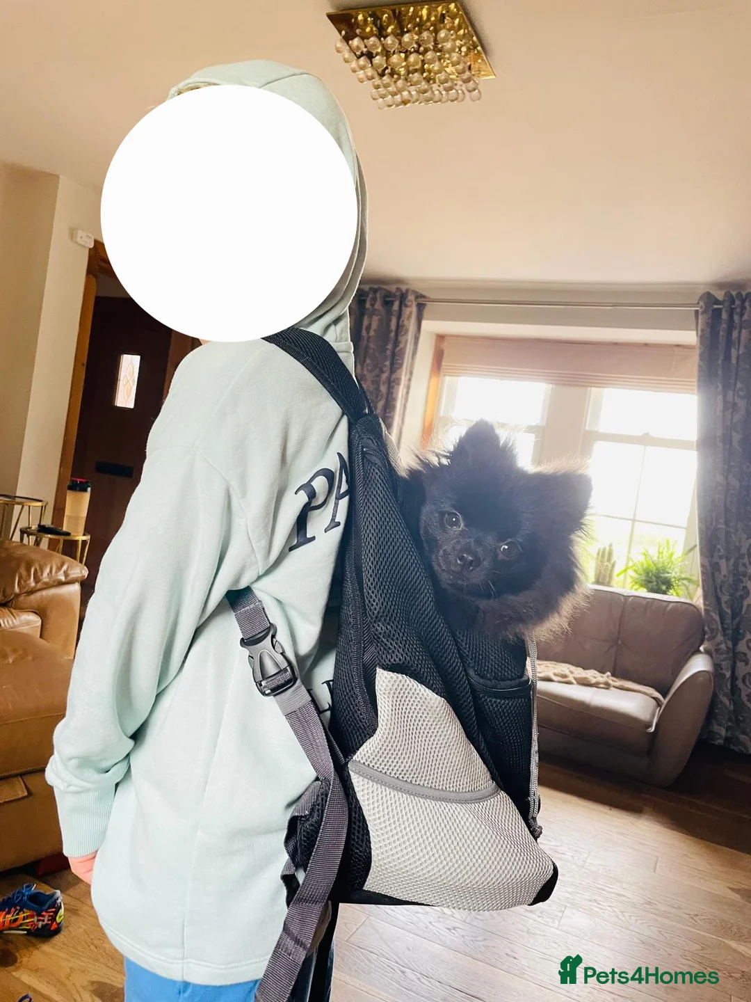 Pomeranian dogs for sale: Pominarian  - Advert 3