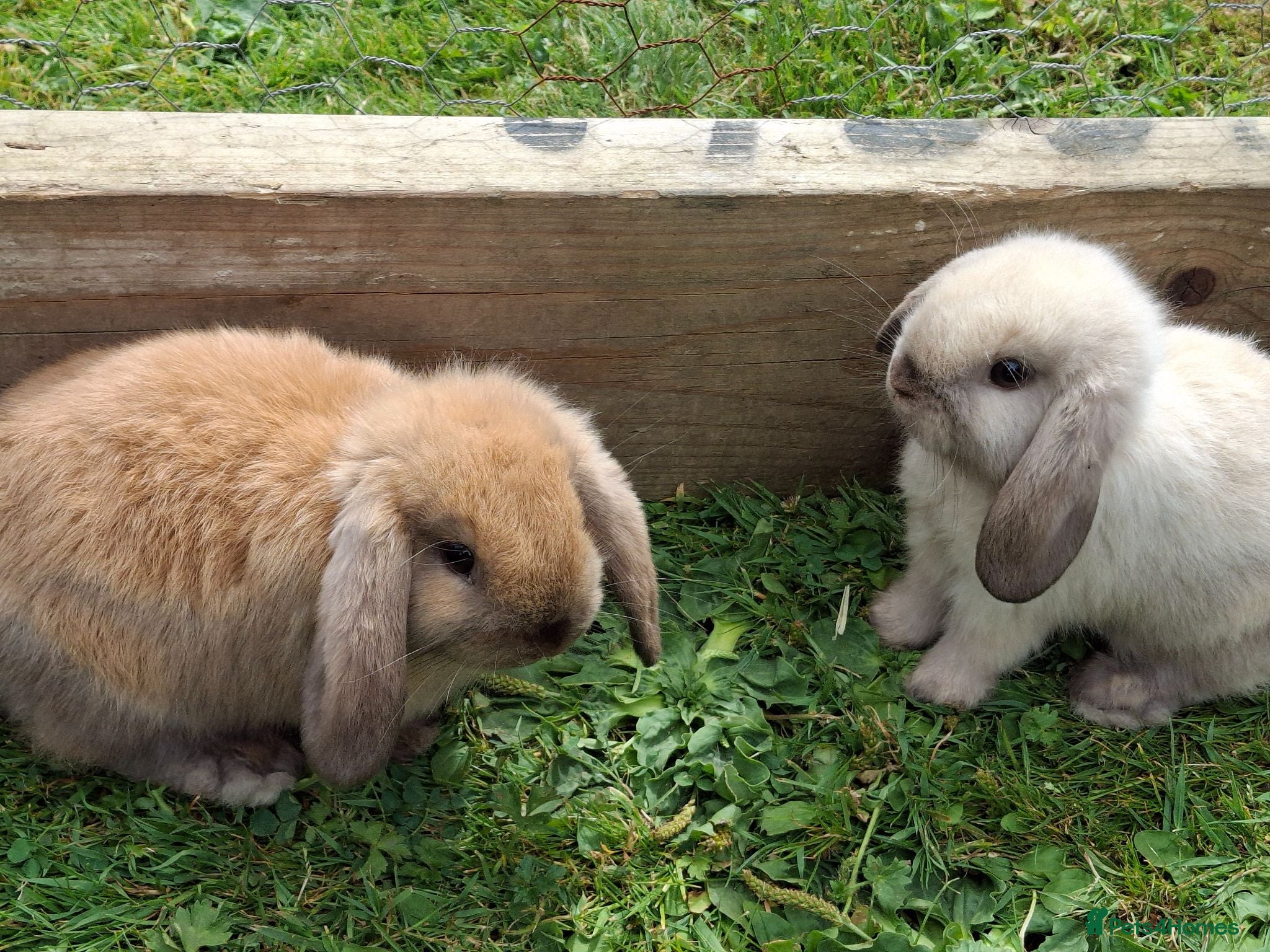 Mini Lop rabbits Friendly Baby Minilops - Advert 1