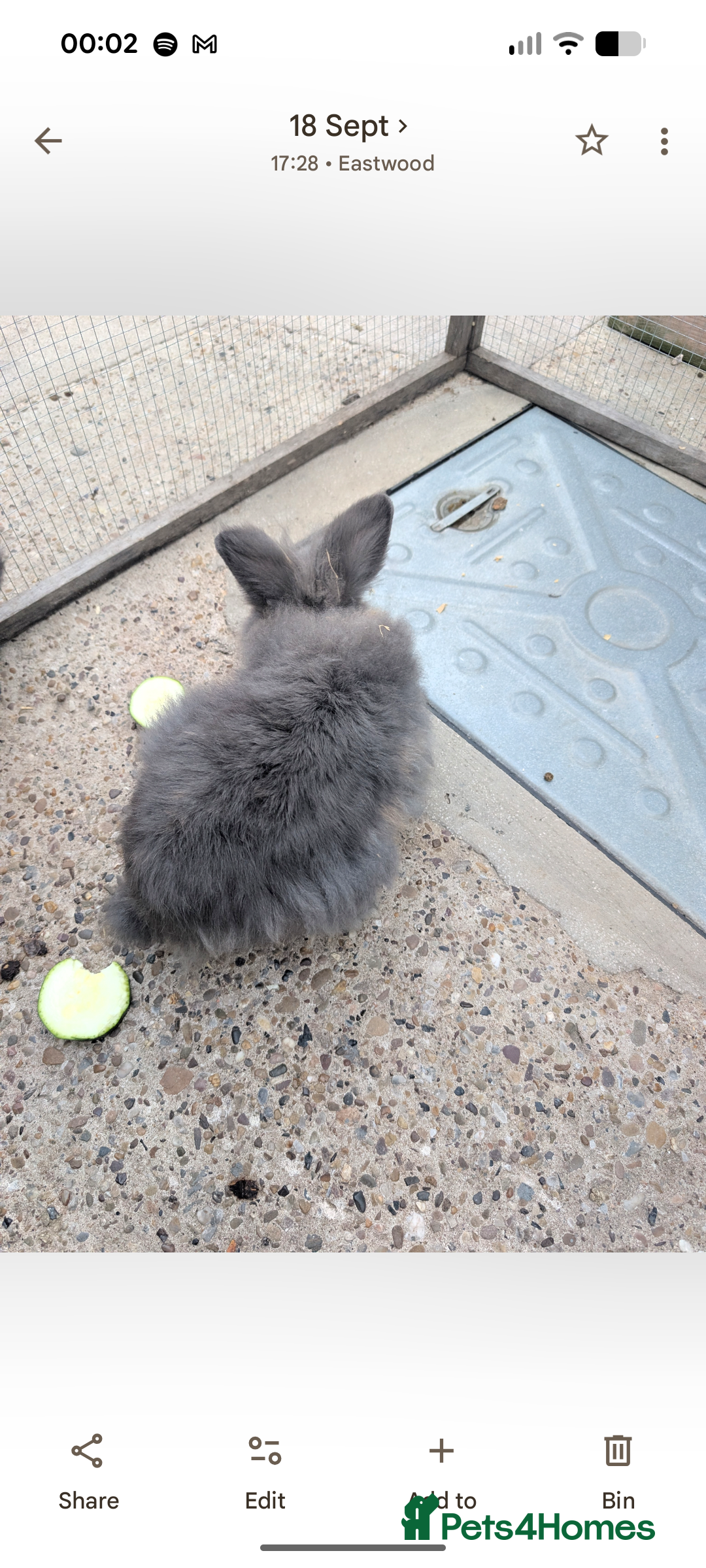 Lionhead rabbits for sale: Male lionehead rabbit  - Advert 4
