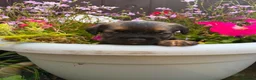 Border Terrier dogs for sale: Beautiful kc reg Border terriers  - Advert 11