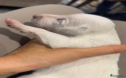 Lurcher dogs for sale: Beautiful lurcher puppies  - Advert 6