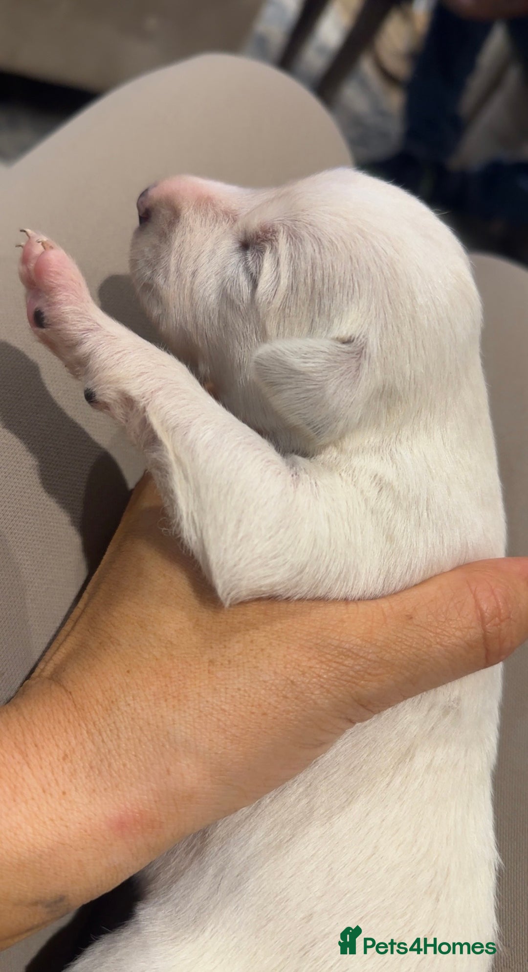 Lurcher dogs for sale: Beautiful lurcher puppies  - Advert 6