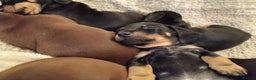 Miniature Dachshund dogs for sale: Miniature dachshund puppies - Advert 33
